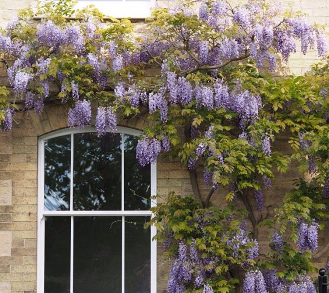 ultimate rose sash window prices jewel